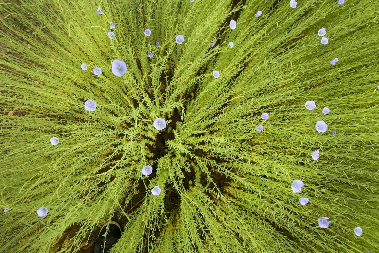 Лен натуральный цветет