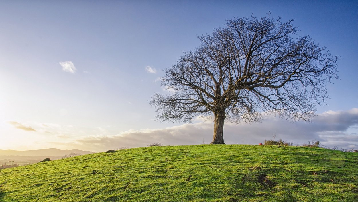 Дерево на Холме