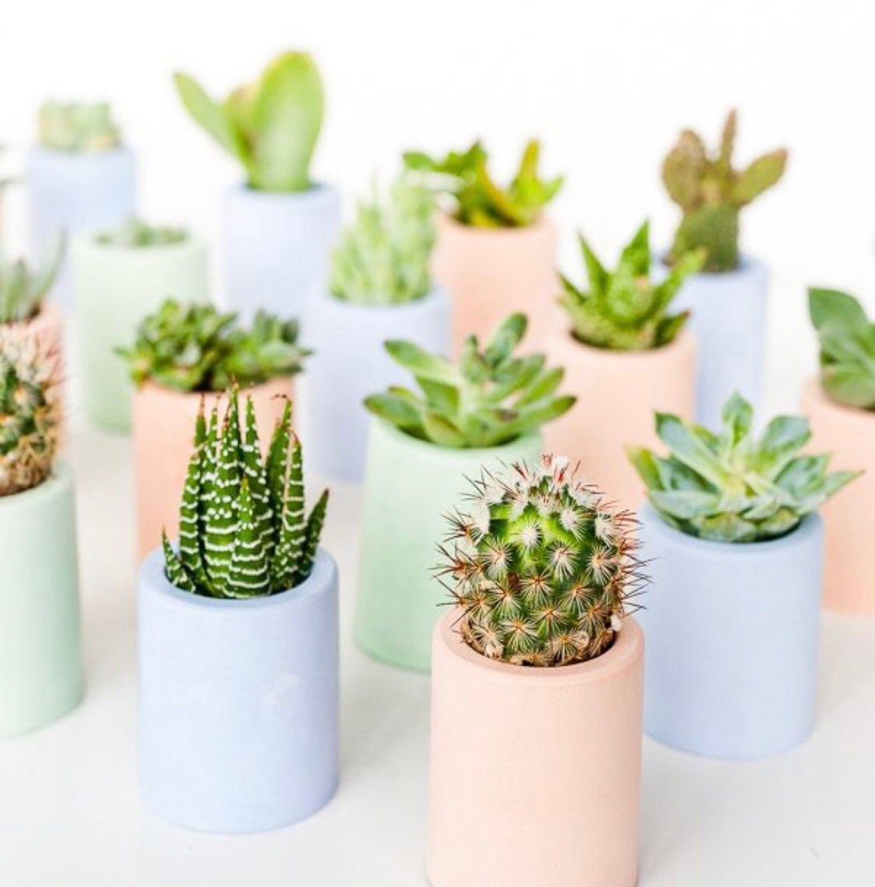 Стильный горшок для кактуса