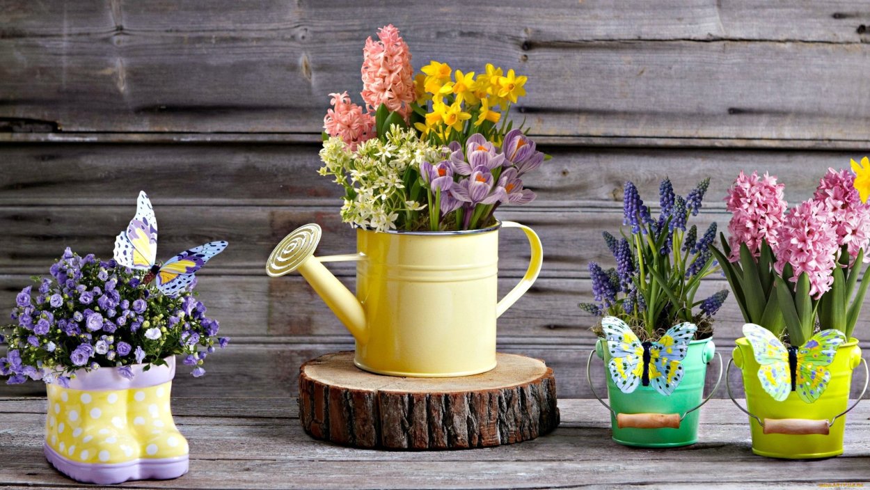 Кактус в горшке