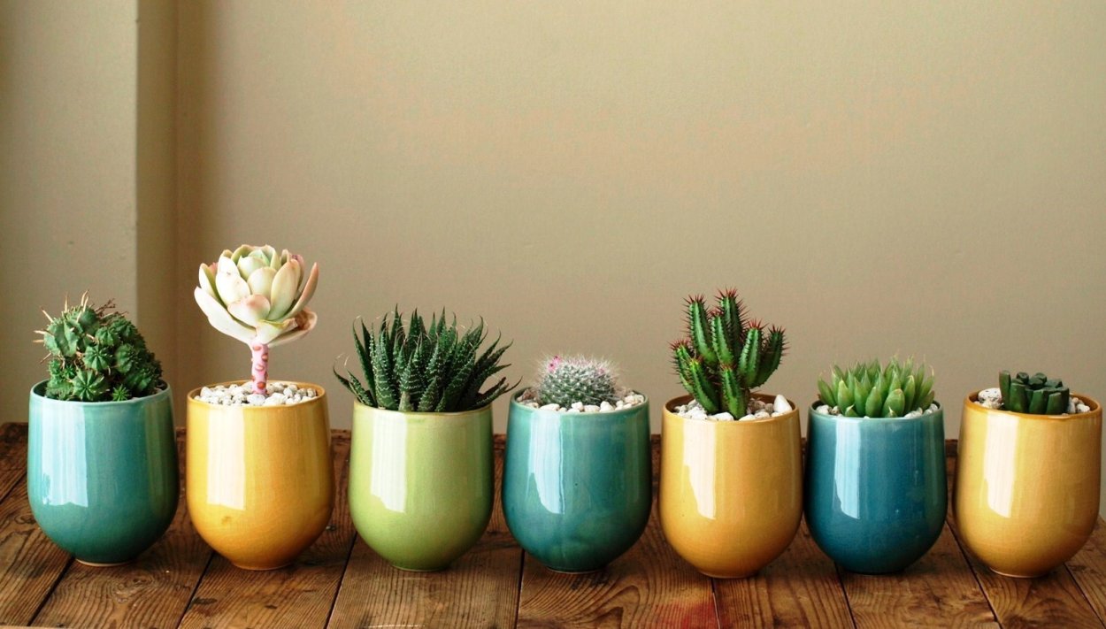 Мини Суккуленты