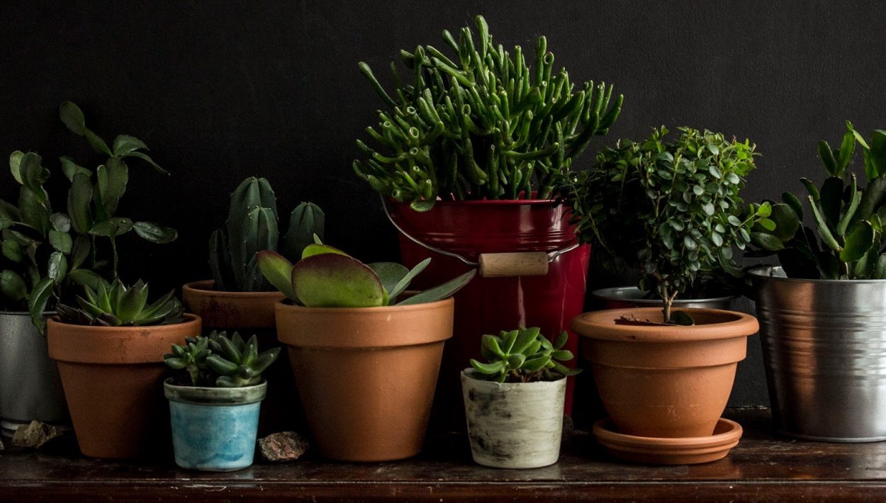 Суккуленты в скандинавском интерьере
