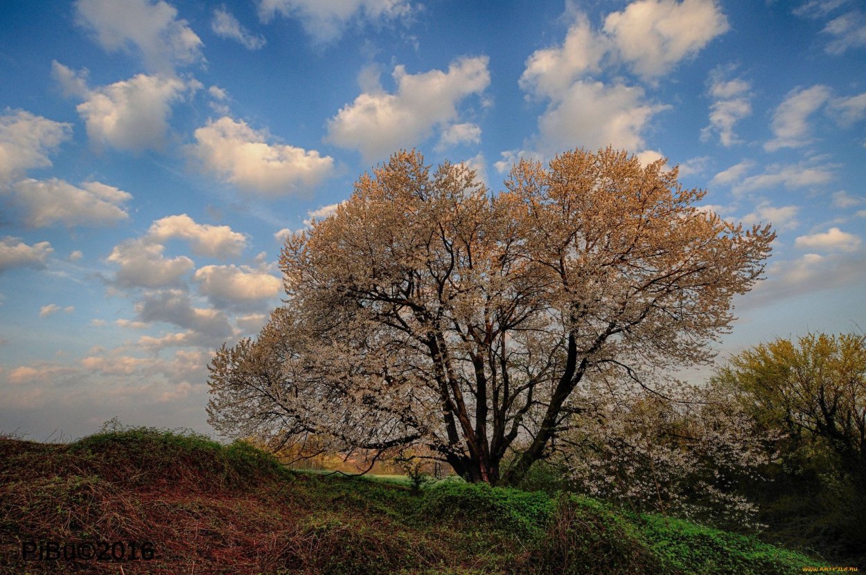 Дерево на просторе