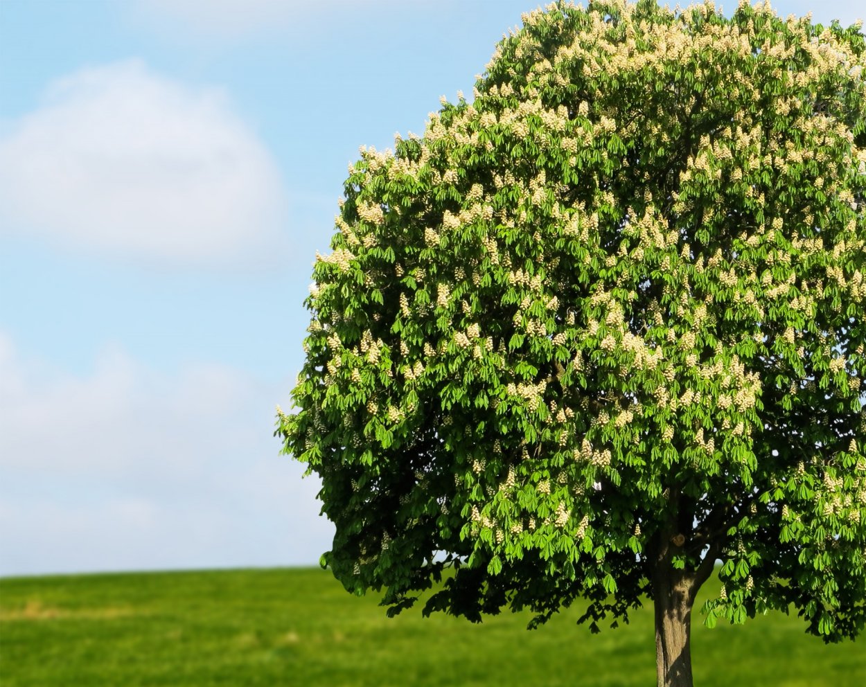 Темир Агач дерево