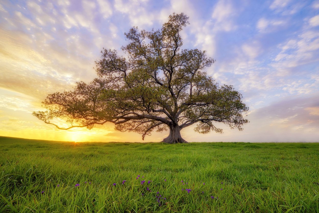 Красивое дерево