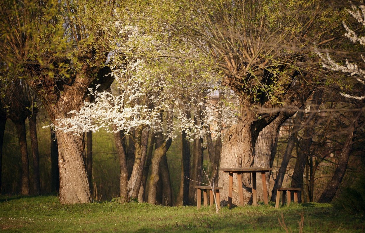 Эноки дерево в Японии дерево