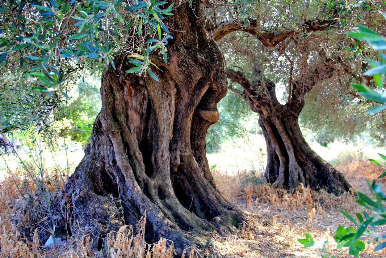 Каштан конский Экстра дерево