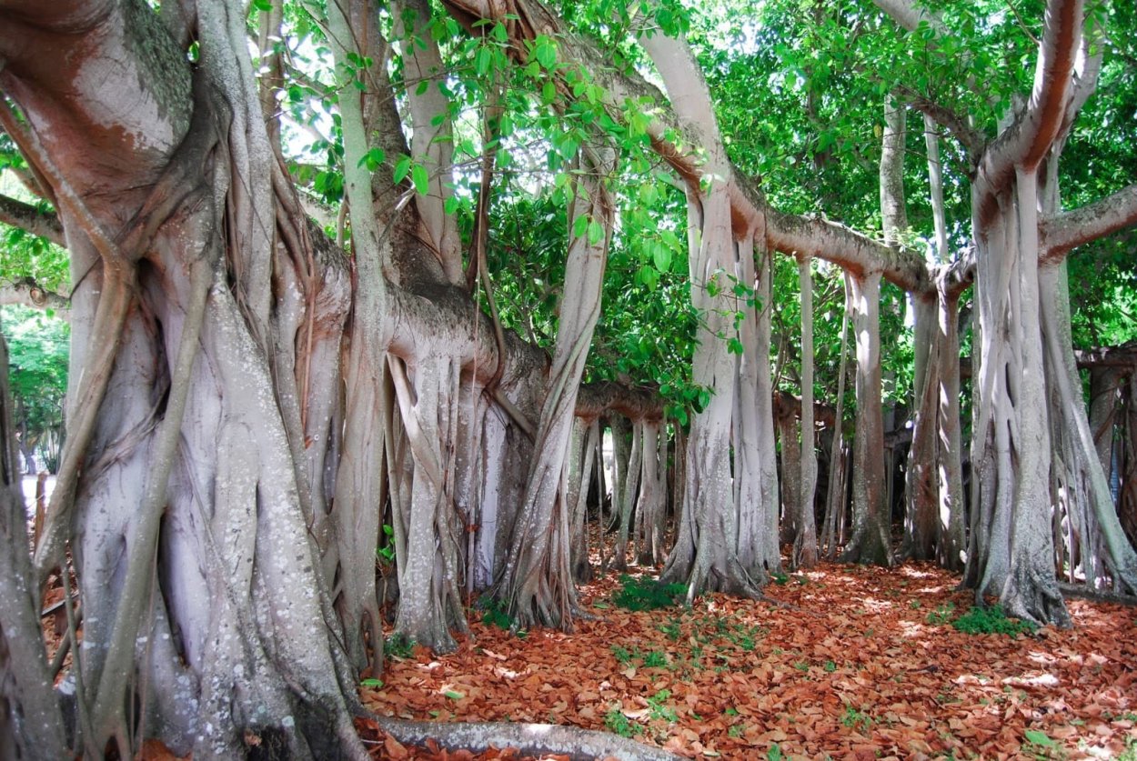 Радужный эвкалипт Гавайи