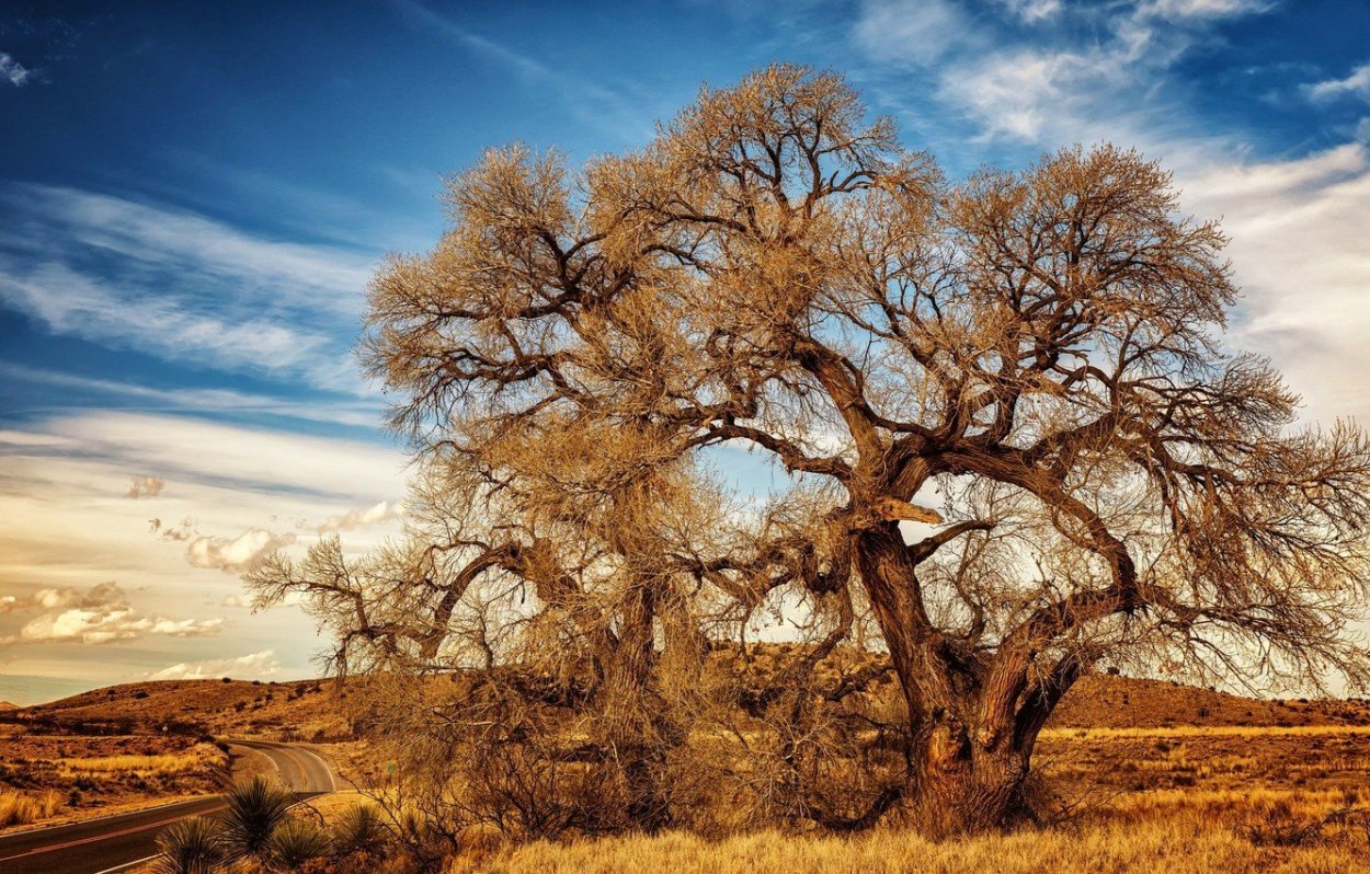 Деревья ветки дорога