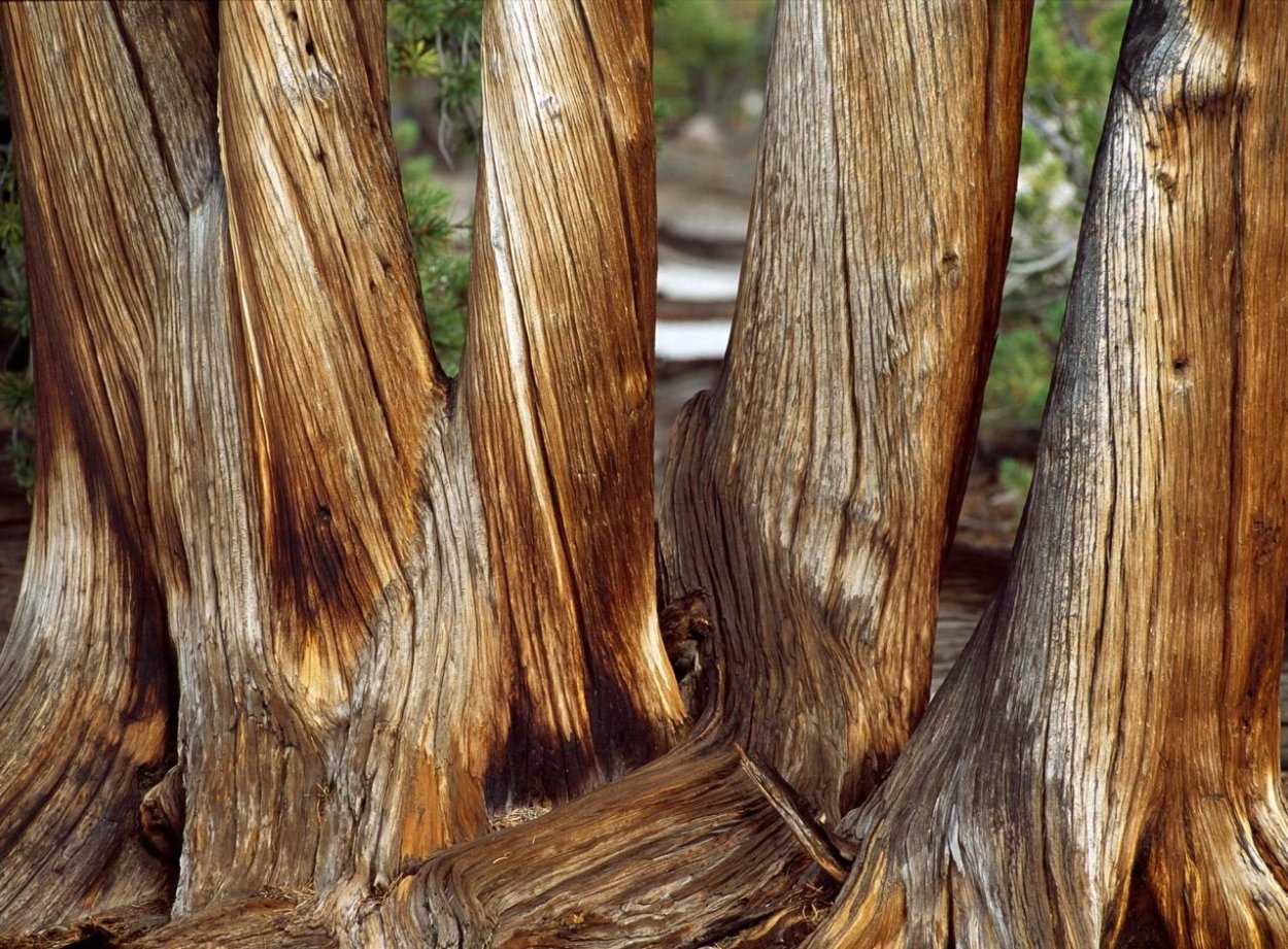 Нанму дерево