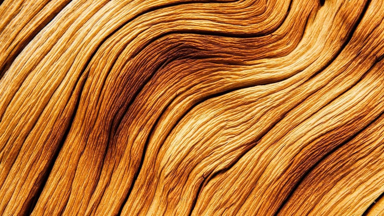 Листопадные и вечнозеленые деревья