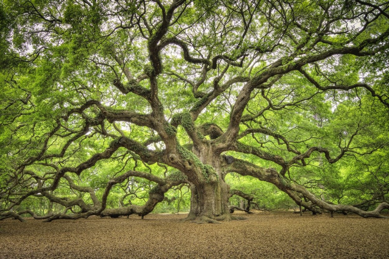 Сандаловое дерево Южной Индии