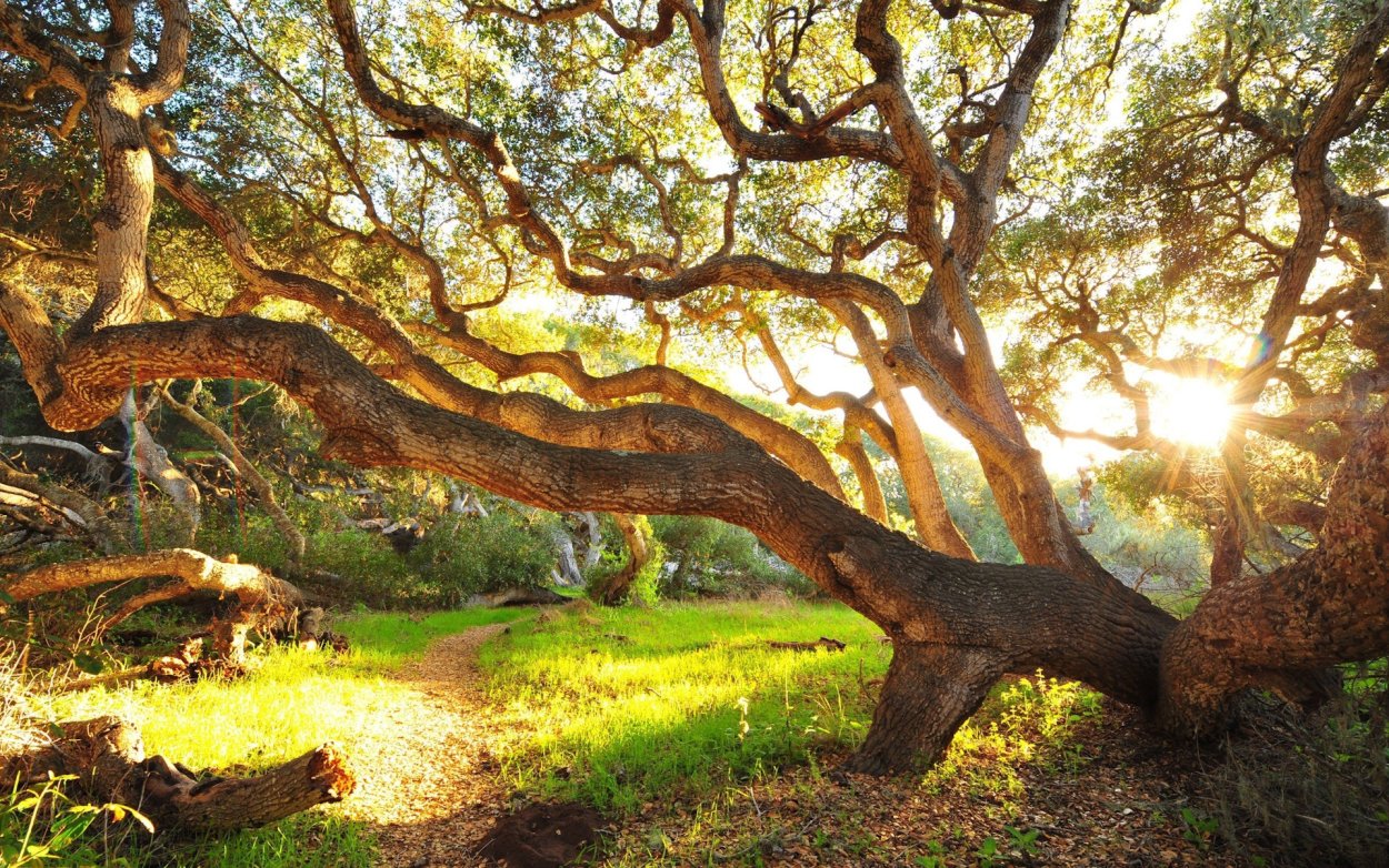 Катайа дерево