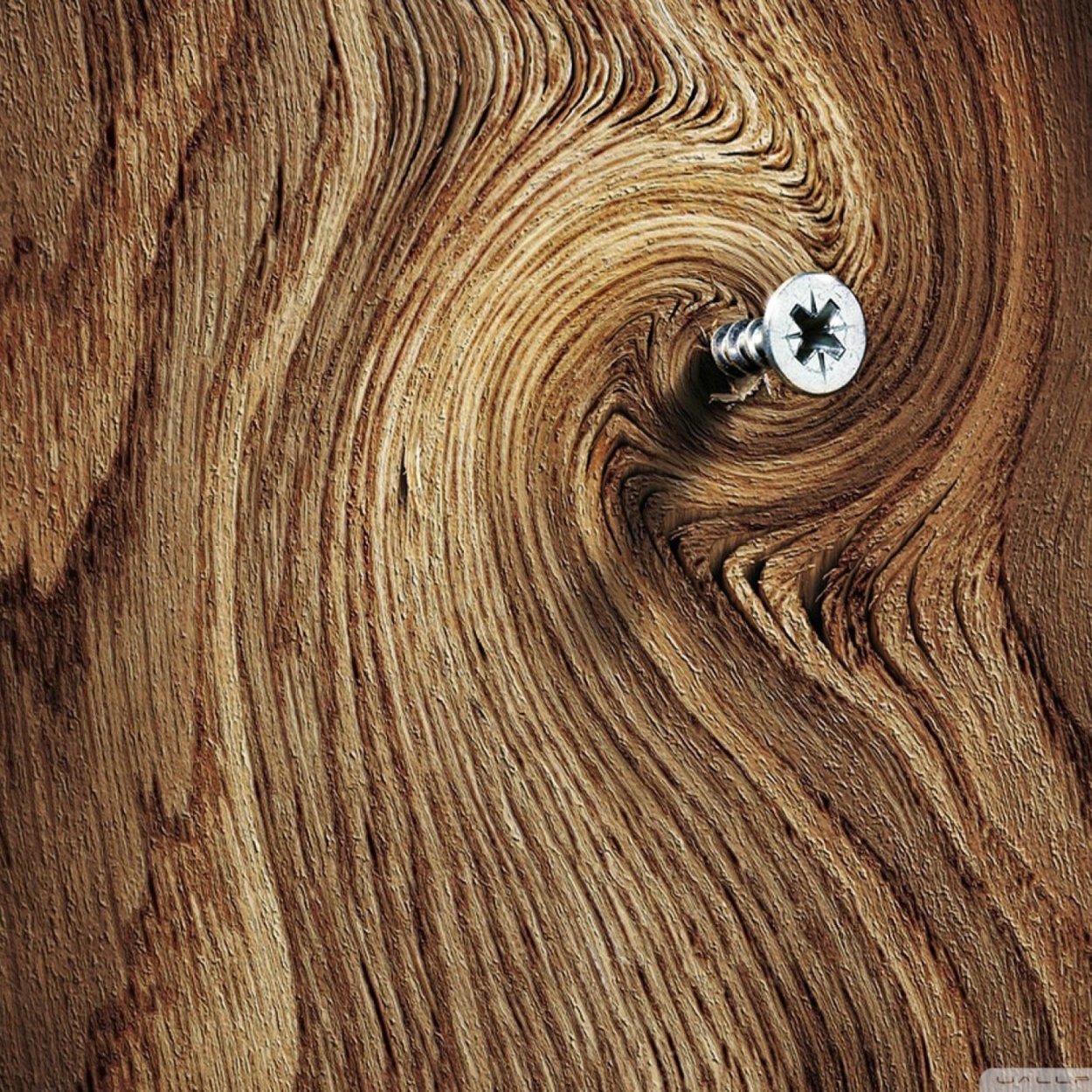 Пустыня Калахари деревья