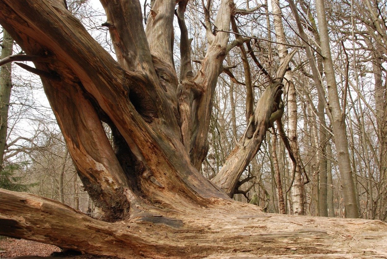 Дуб ангела Чарльстон США