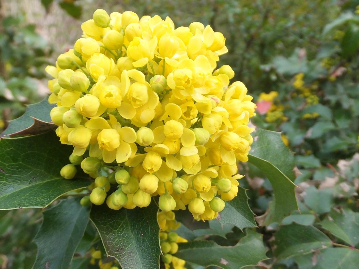 Магония аквифолиум