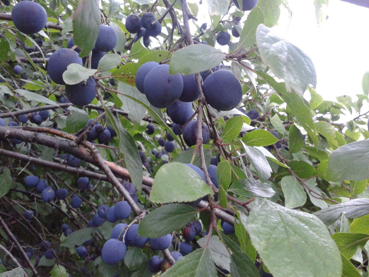 Слива х Терн = тернослива