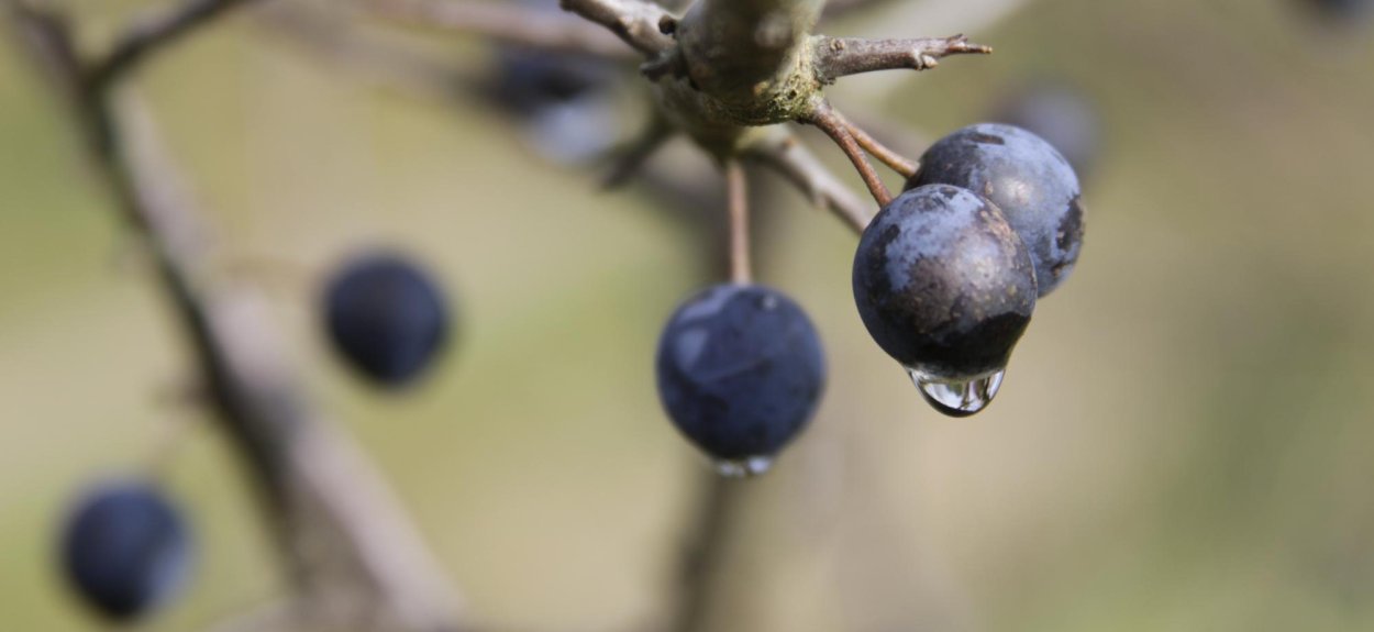 Тёрн веточка