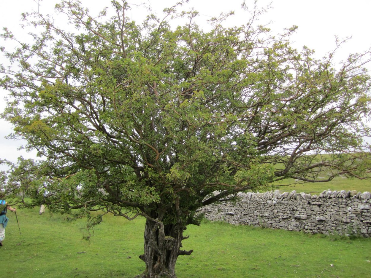 Тернослива дерево