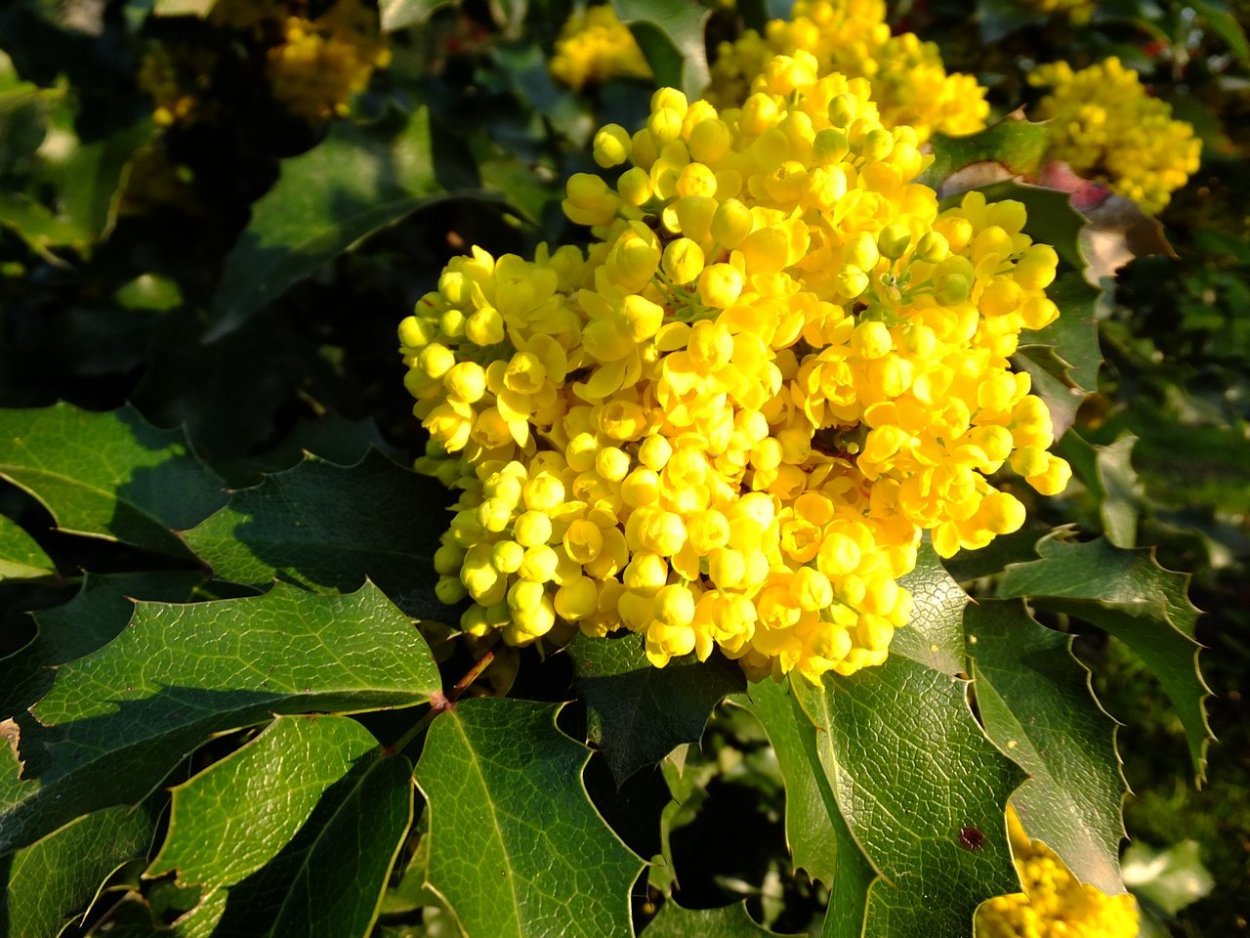 Маго́ния падуболи́стная