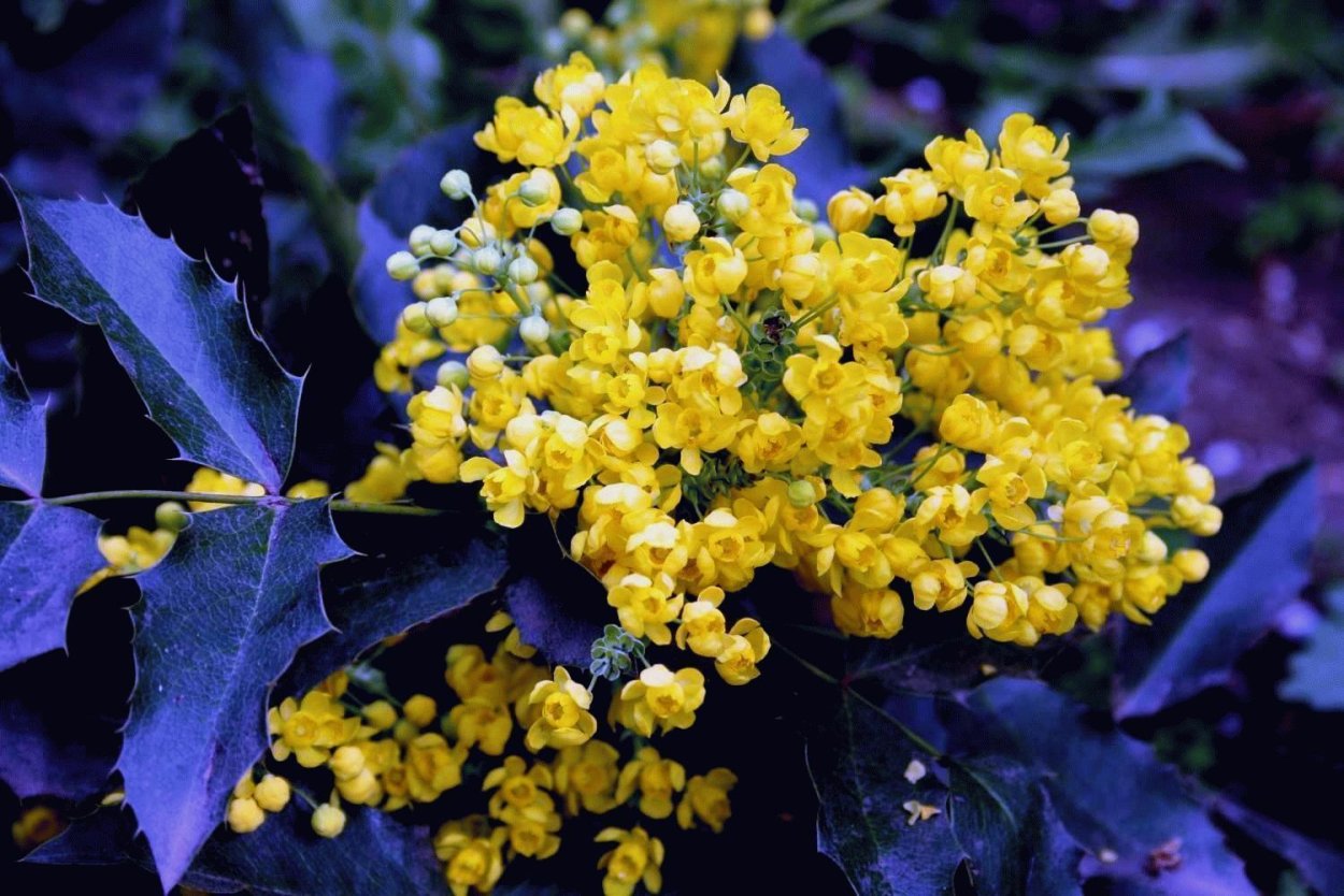 Магония падуболистная