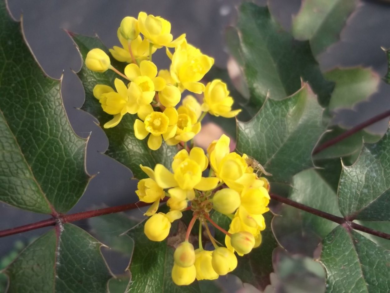 Магония падуболистная с2 н20