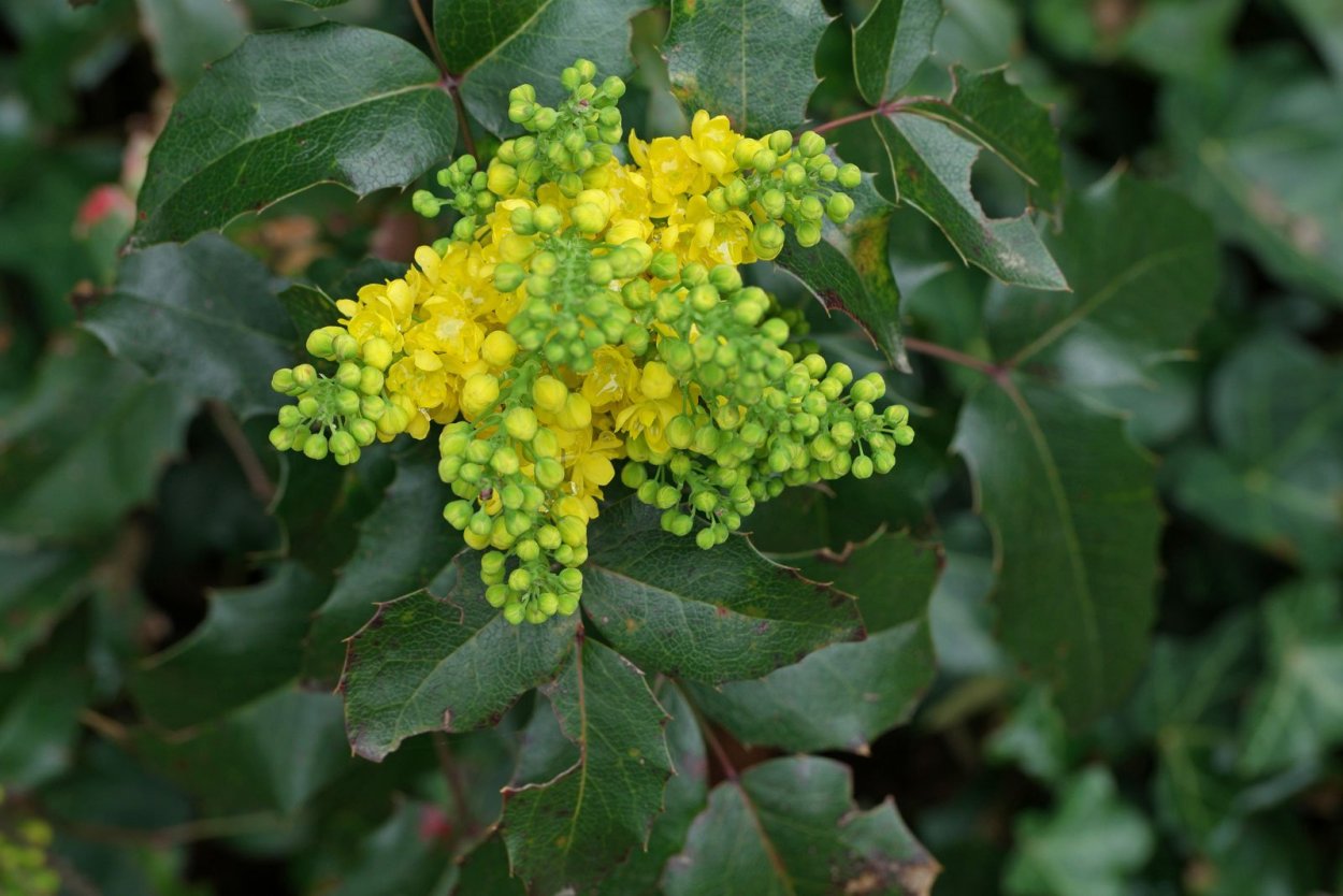 Магнолия падуболистная