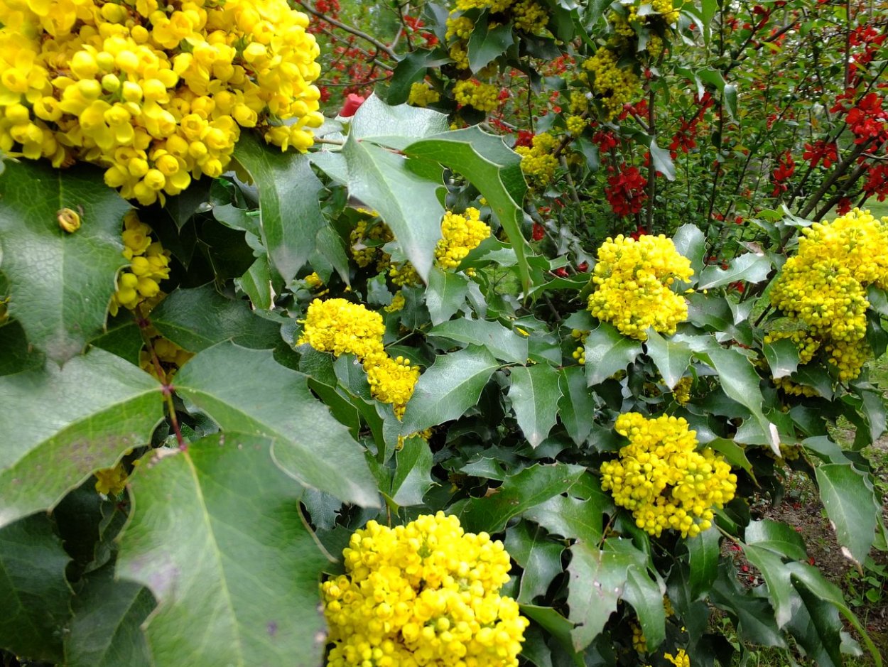 Магнолия падуболистная