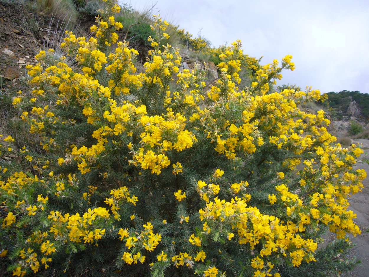 Вечнозеленые кустарники предгорья Кавказа