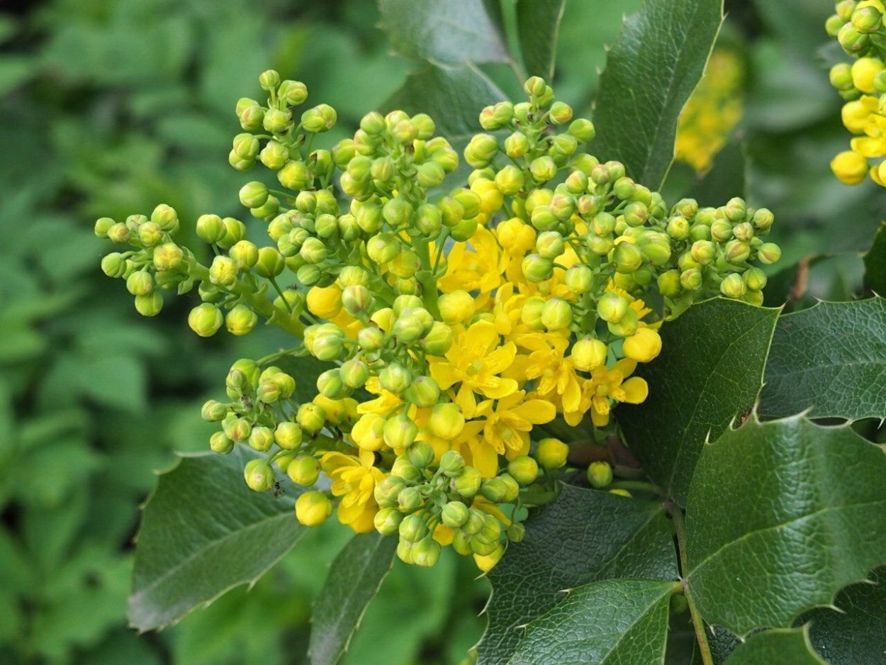 Магнолия подуболистная