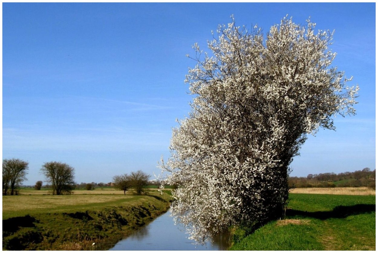 Терн дерево