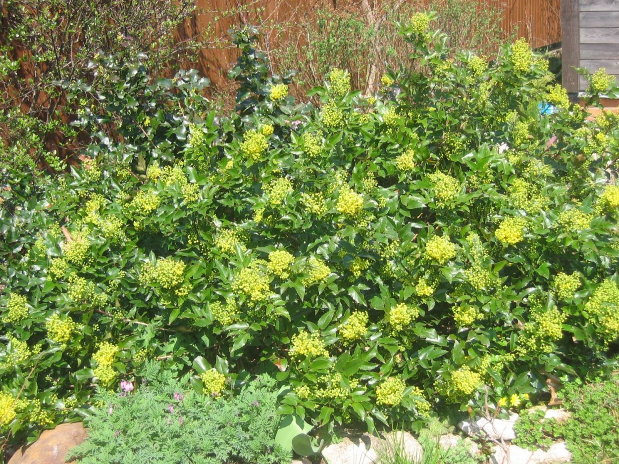 Изгородь из магонии падуболистной