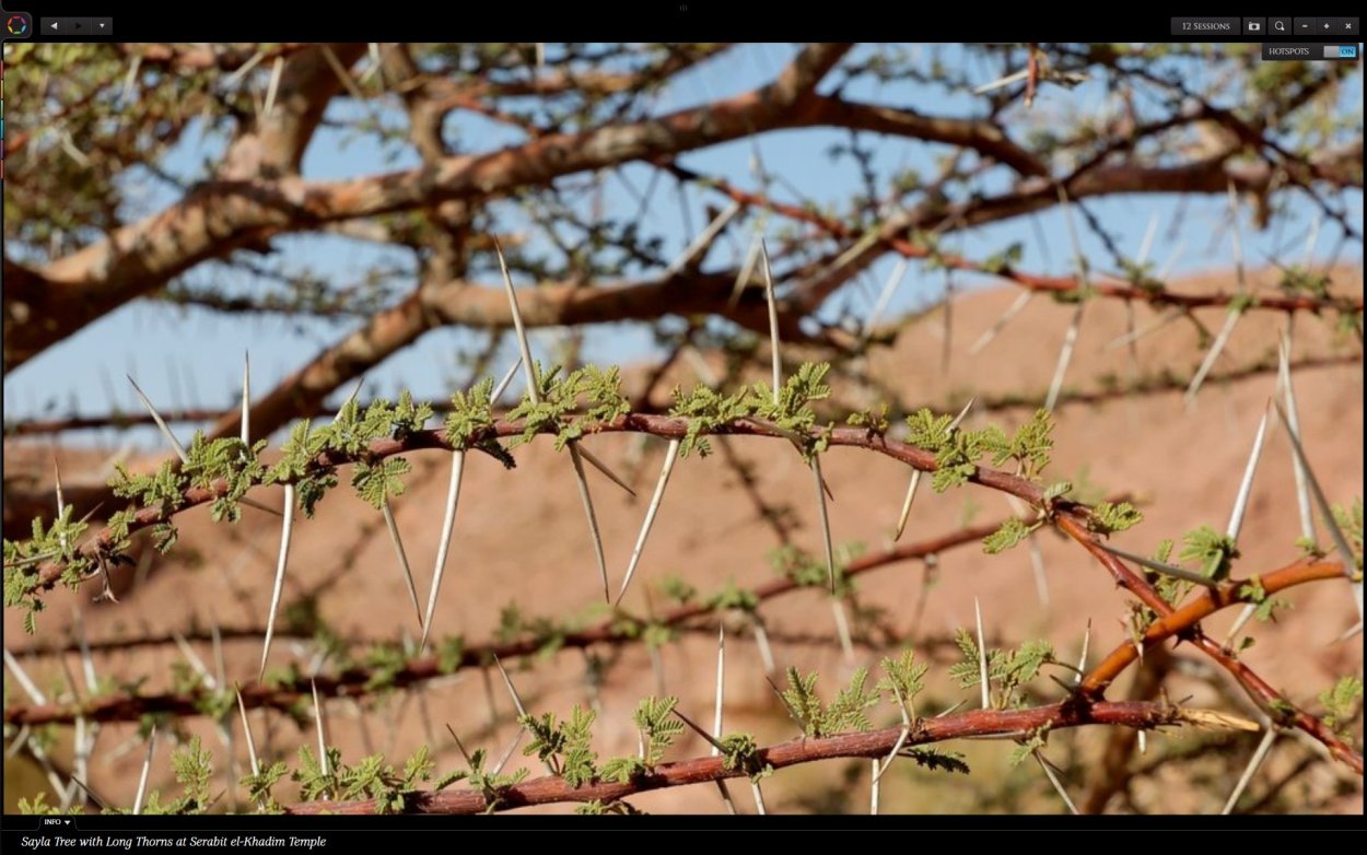 Терновый куст фото
