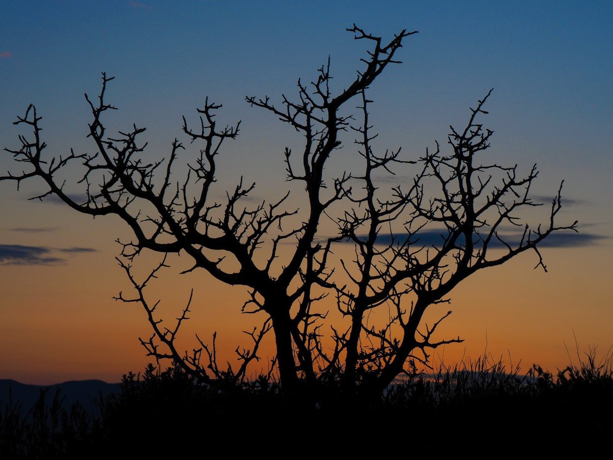 Колючий Терновый куст