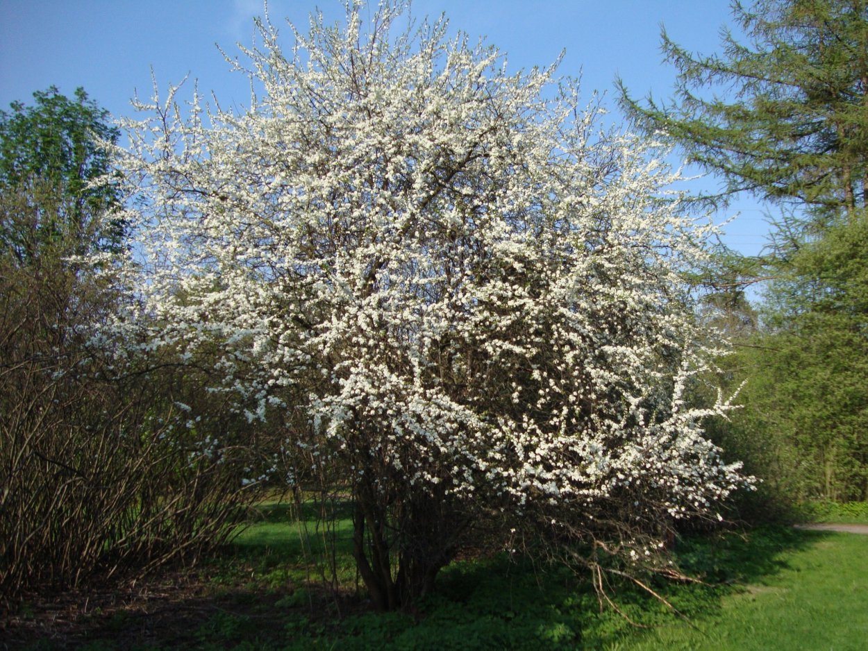 Слива колючая (Терн) (Prunus spinosa)