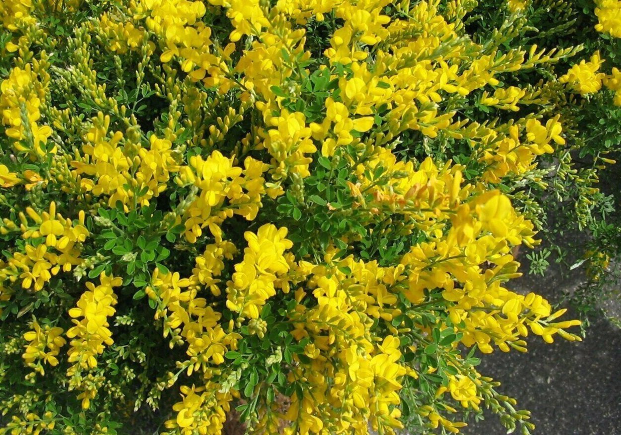 Ракитник Цингера