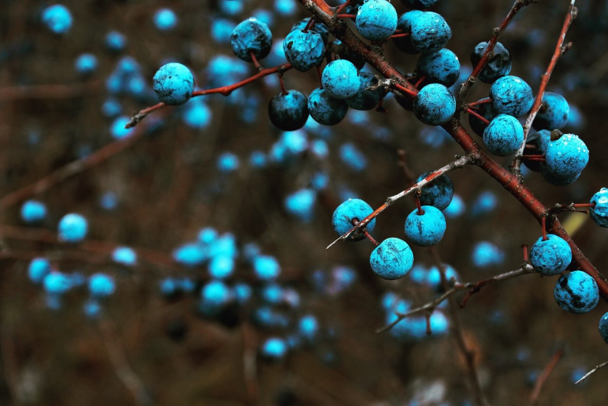 Тёрн кустарник ягоды