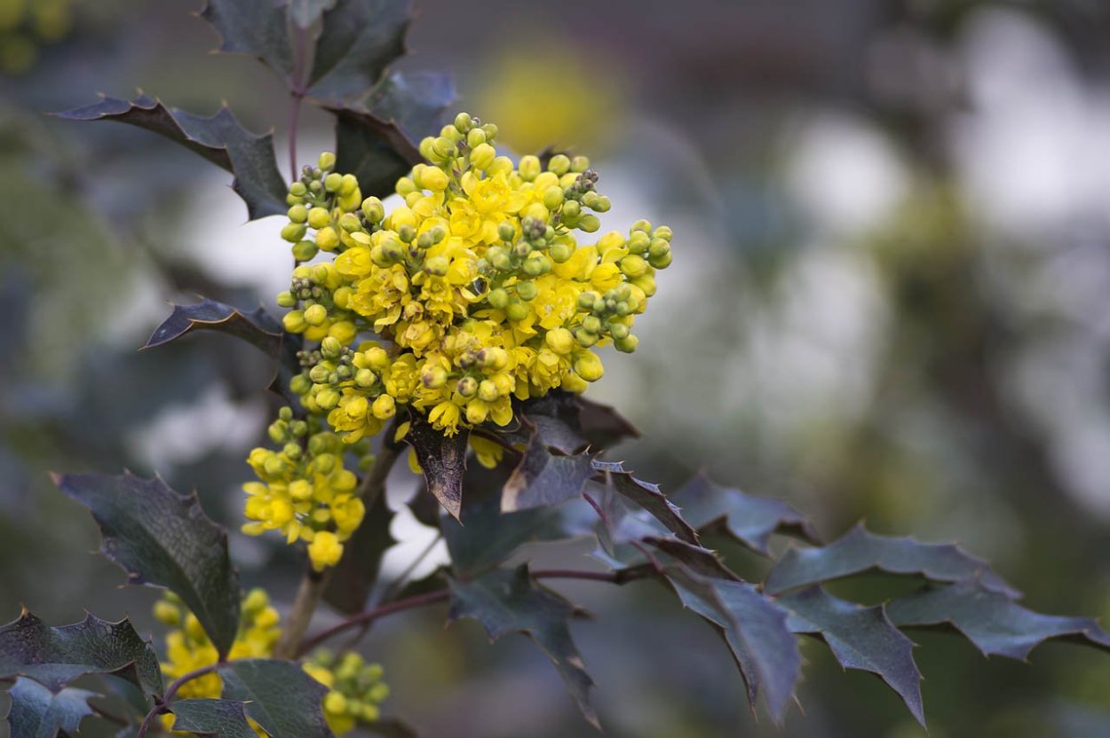 Магония падуболистная куст