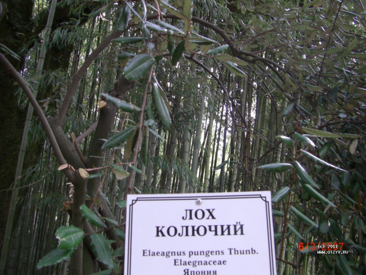 Пшат армянская ягода дерево