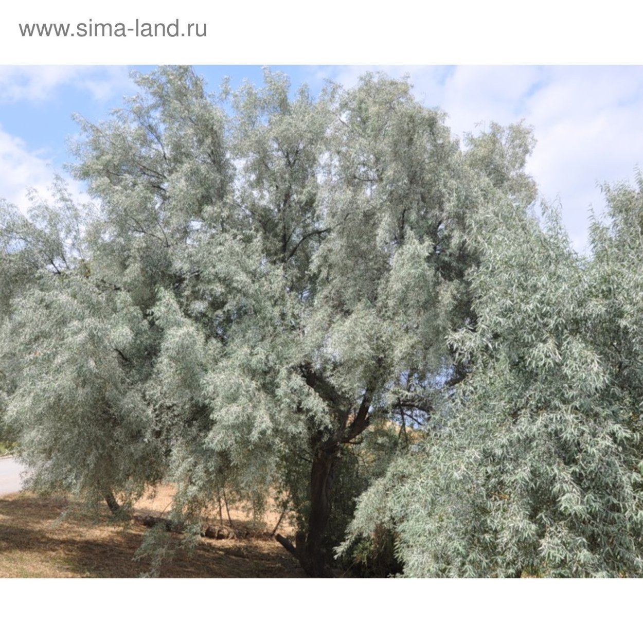 Лох серебристый (Elaeagnus argentea)