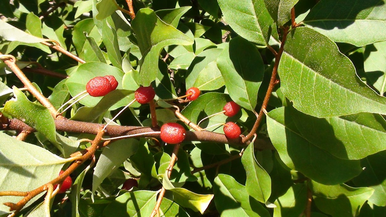 Лох узколистный (Elaeagnus angustifolia) 60-90 с5 бал/19 ТВ
