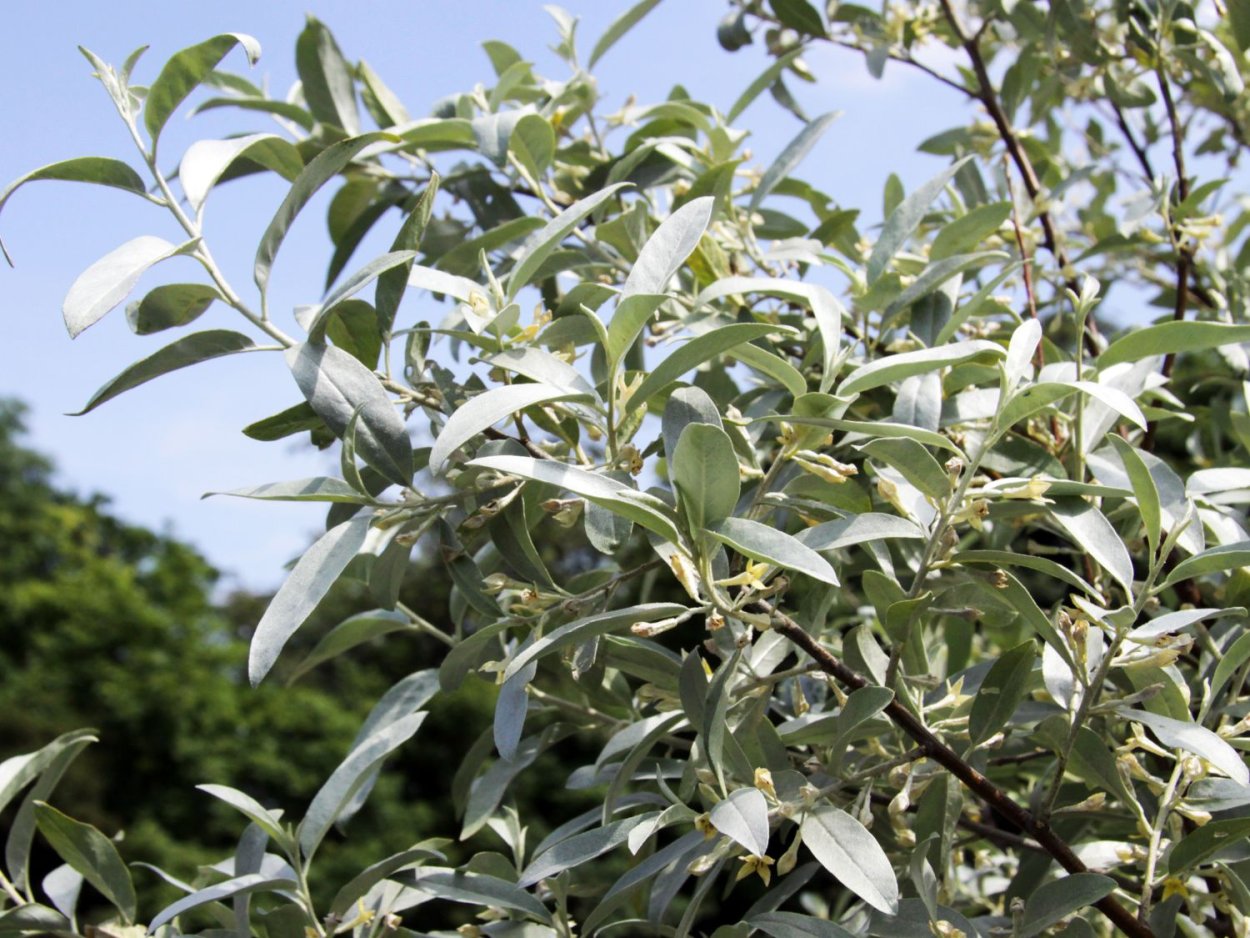 Лох серебристый (Elaeagnus commutata)