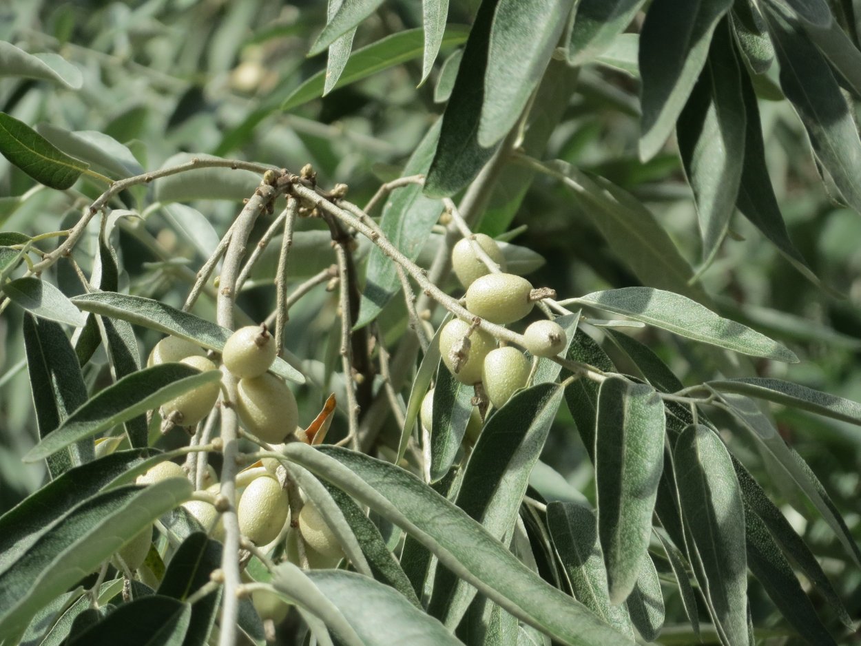 Лох серебристый (Elaeagnus argentea)