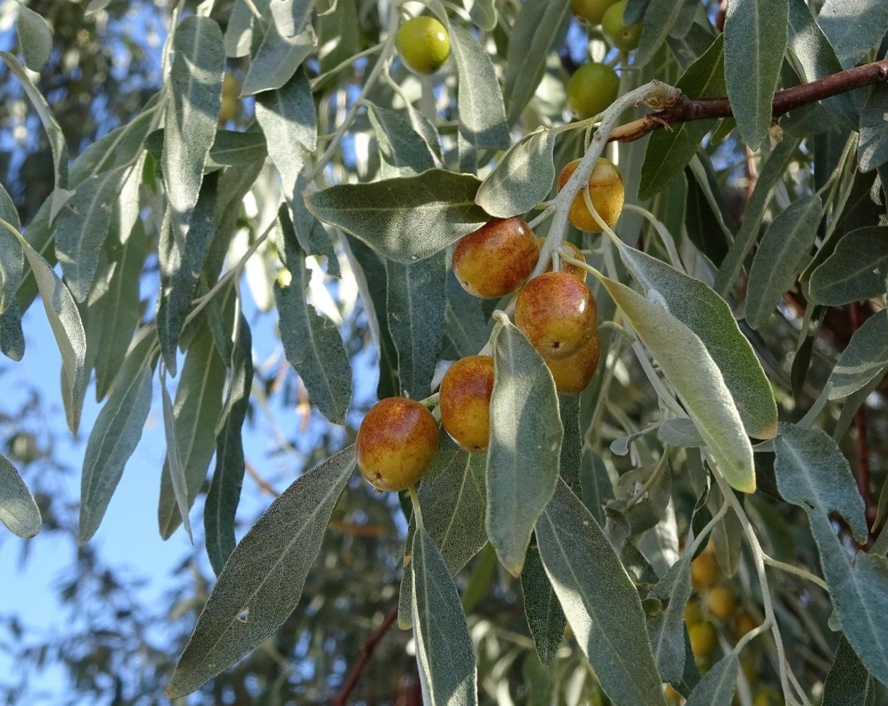 Лох узколистный кустарник