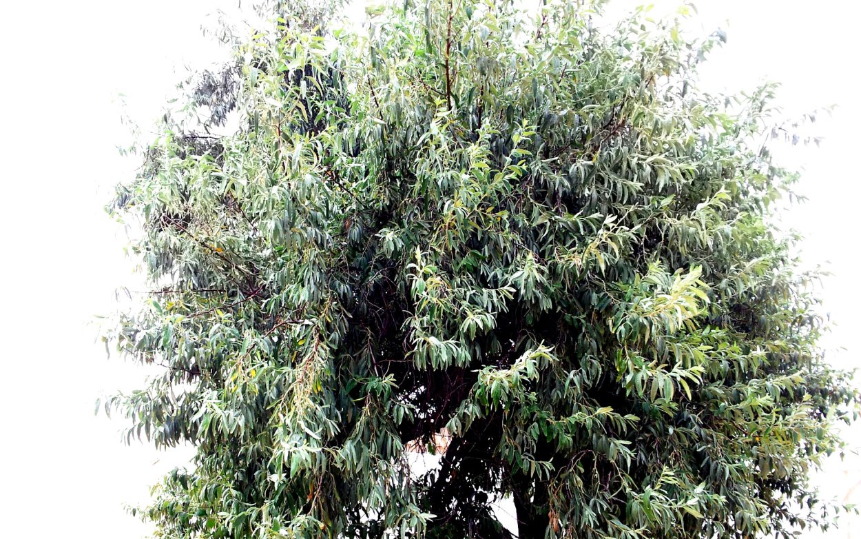 Лох колючий Абхазский Ботанический сад Сухум