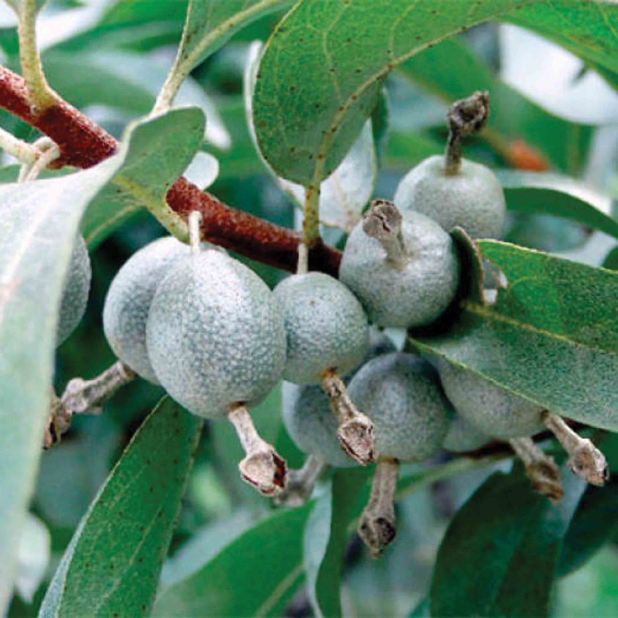 Лох узколистный (Elaeagnus angustifolia l.)