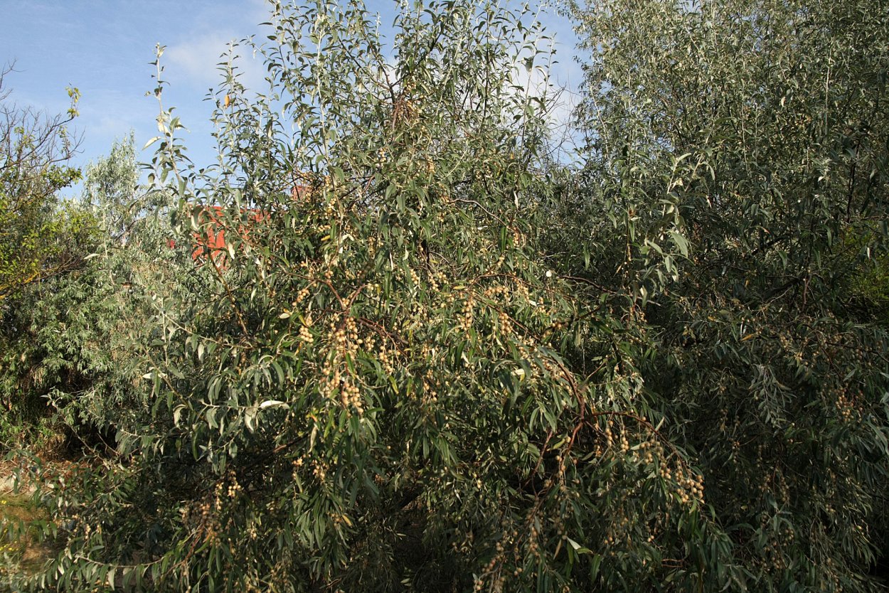 Ягода шефердия