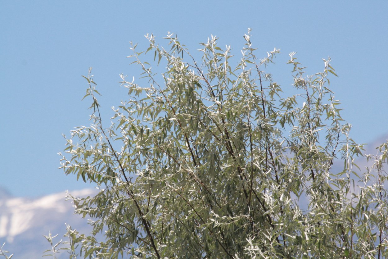 Лох серебристый (Elaeagnus commutata)