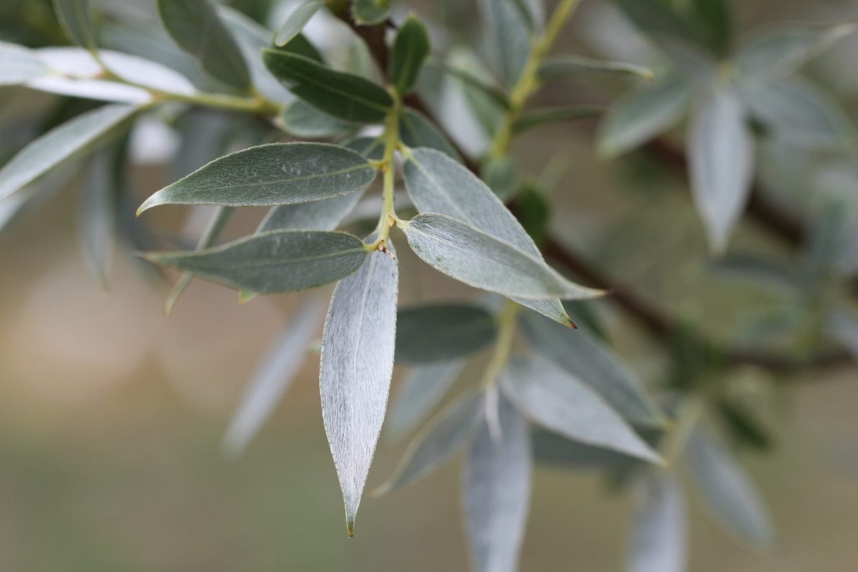 Лох серебристый Дикая маслина