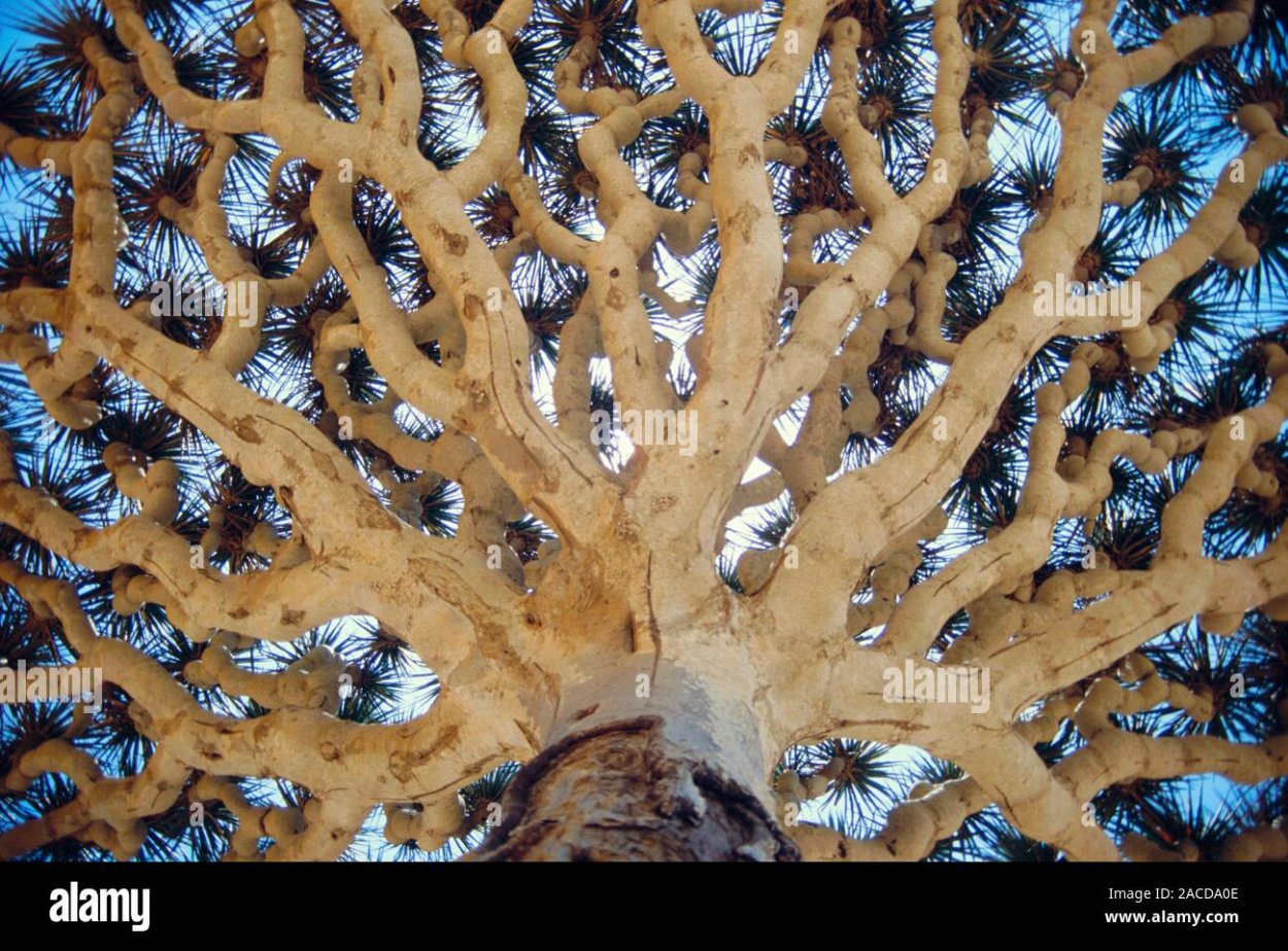 Айлант китайский ясень